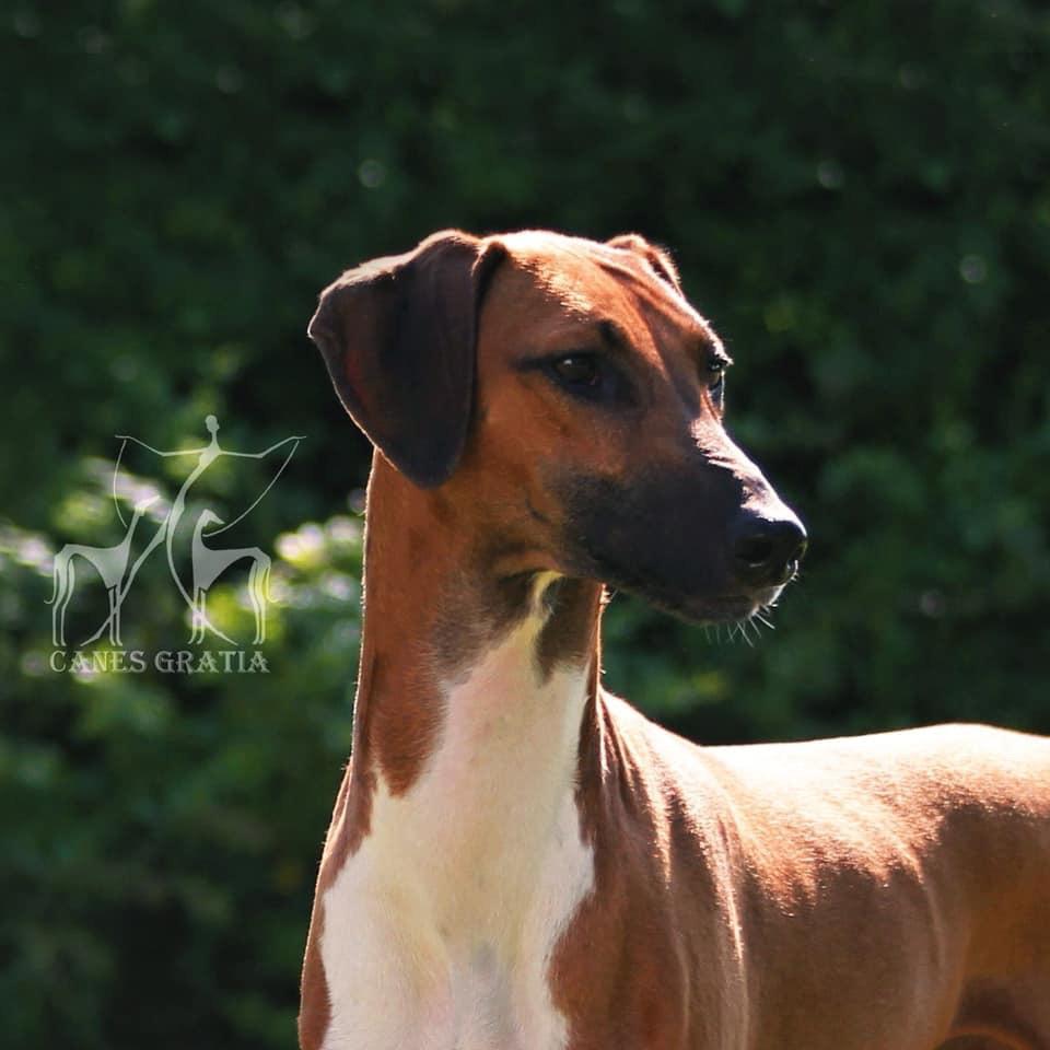 Azawakh Herbert billede 4