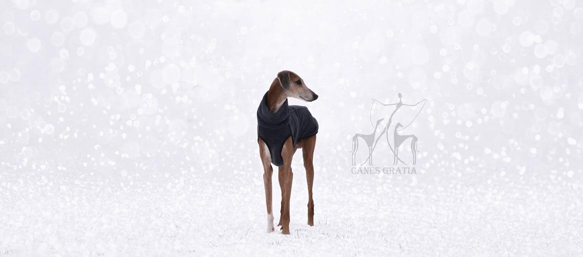 Azawakh Herbert billede 5