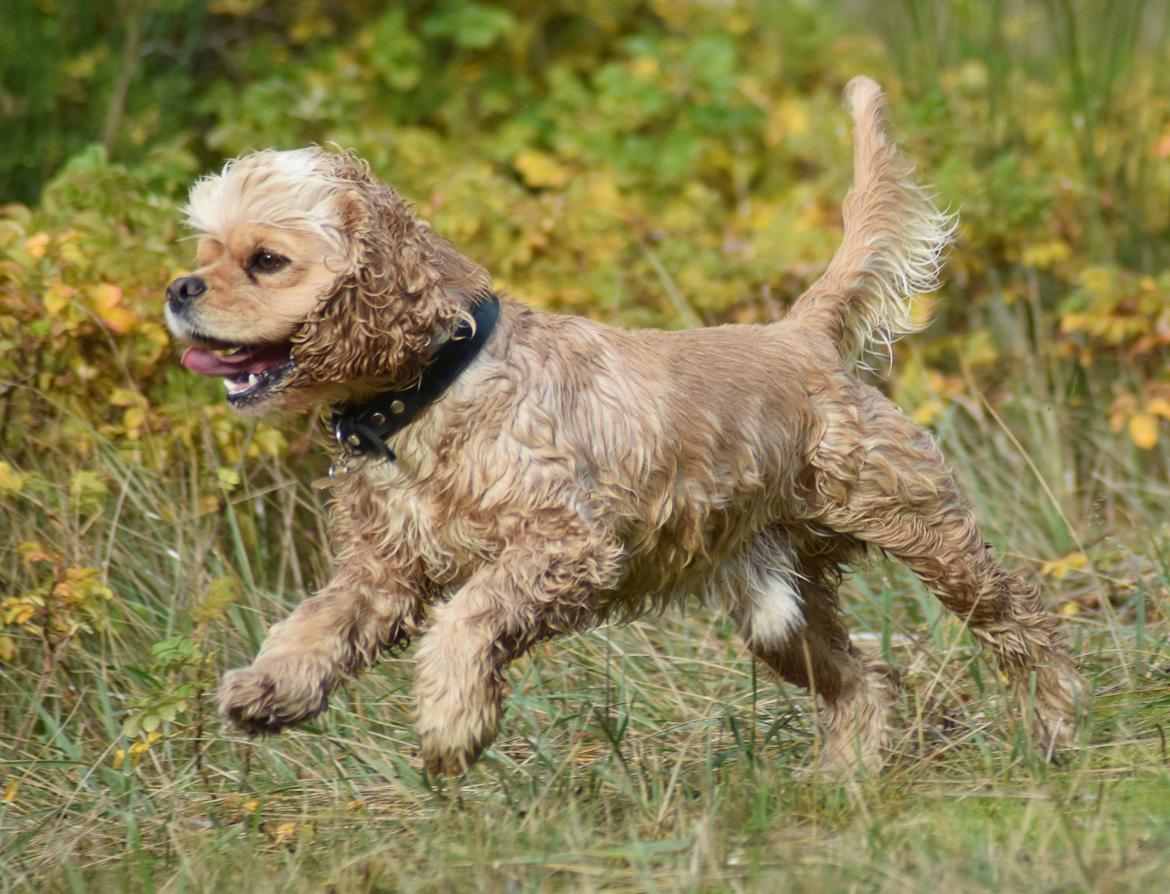 Amerikansk cocker spaniel Viggo Pedersen  billede 41