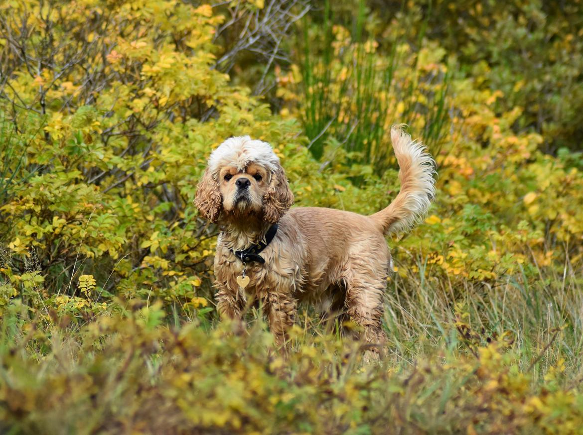 Amerikansk cocker spaniel Viggo Pedersen  billede 42