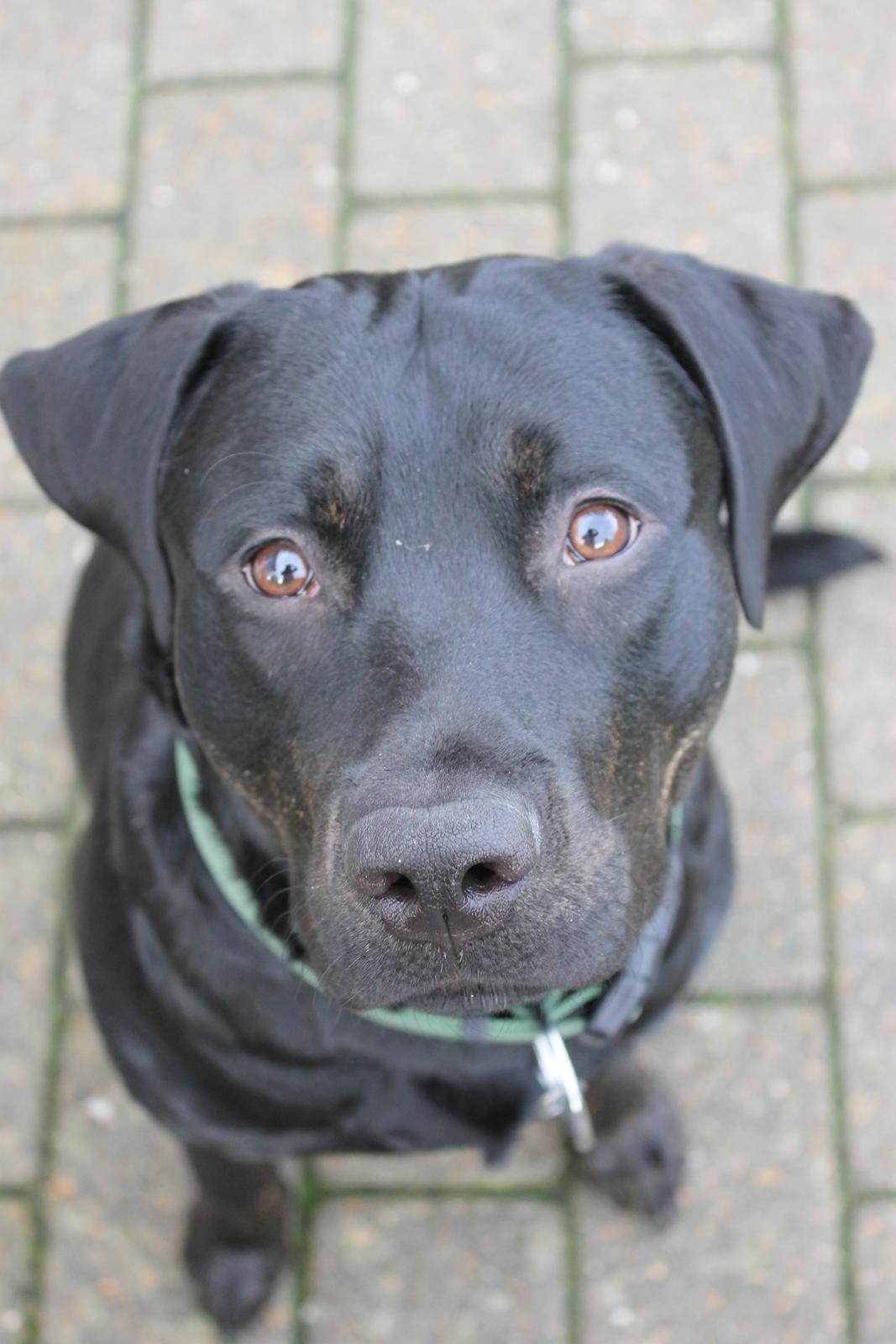 Blanding af racer Topper billede 3