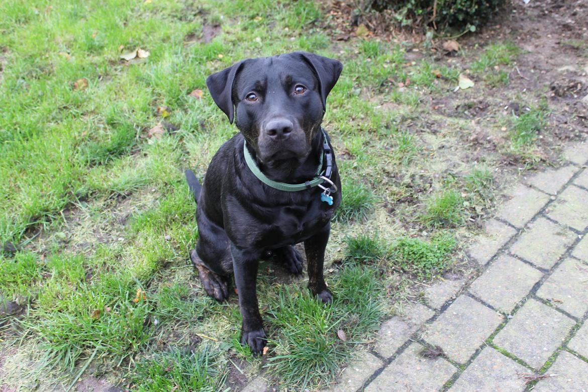 Blanding af racer Topper billede 2