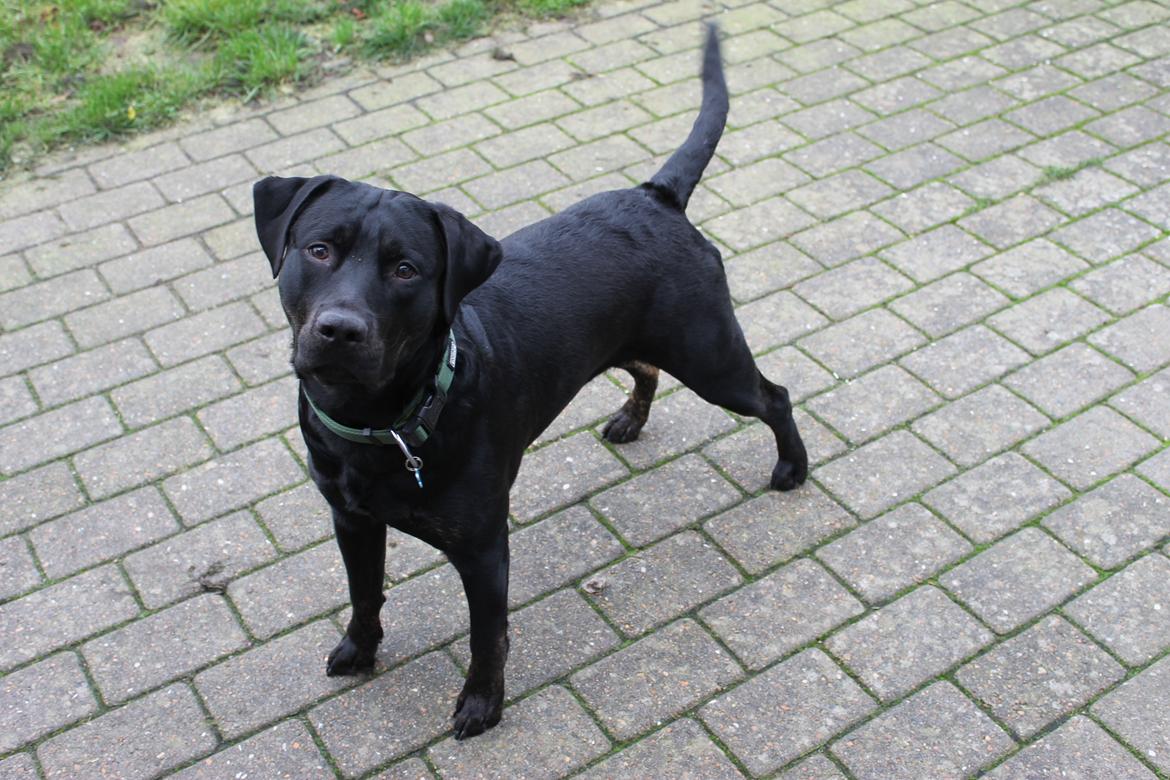 Blanding af racer Topper billede 1