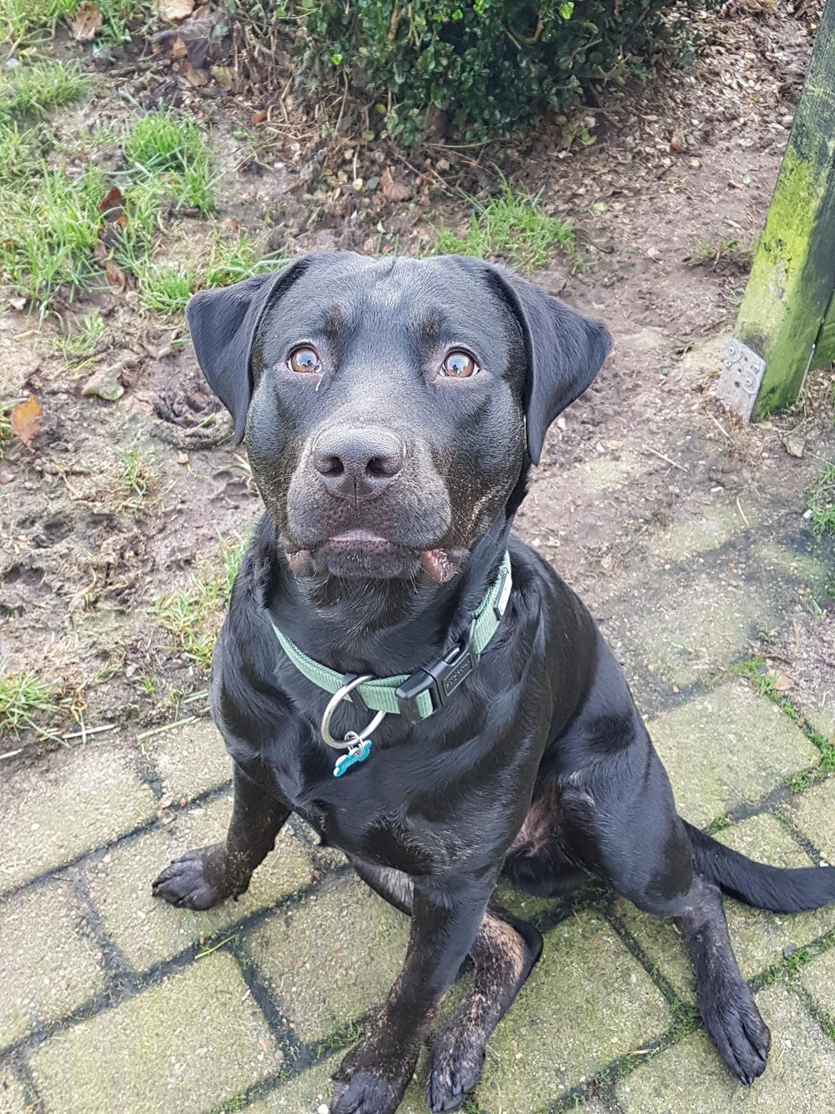 Blanding af racer Topper billede 13