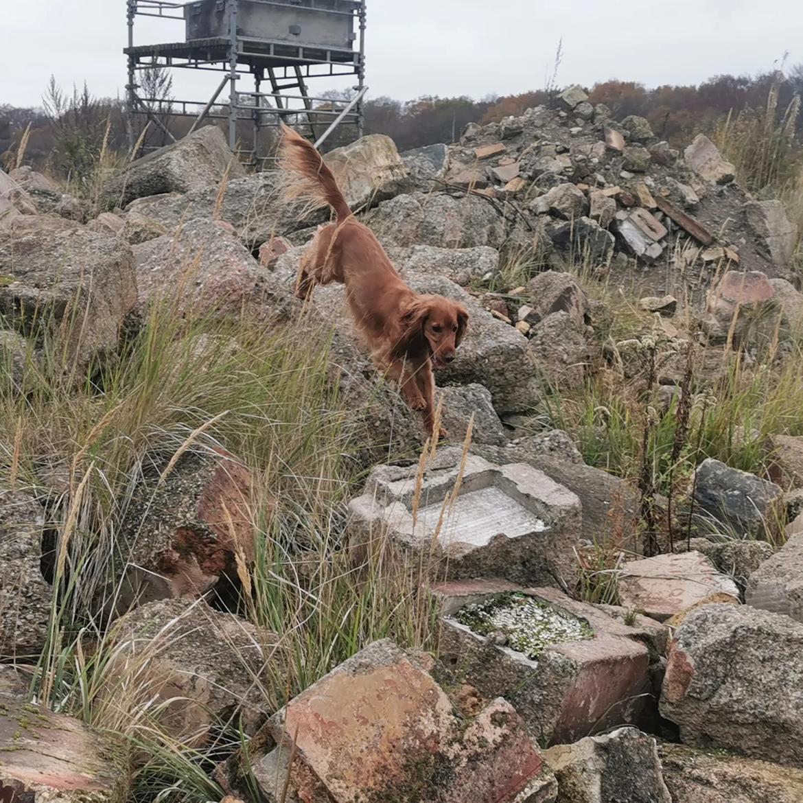 Field Trial Cockerspaniel Kapow  29 juni 2020 - ruinsøg november 2022 billede 42