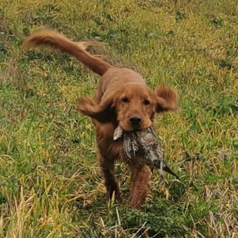 Field Trial Cockerspaniel Kapow  29 juni 2020 - første fugl!! november 2022 billede 43