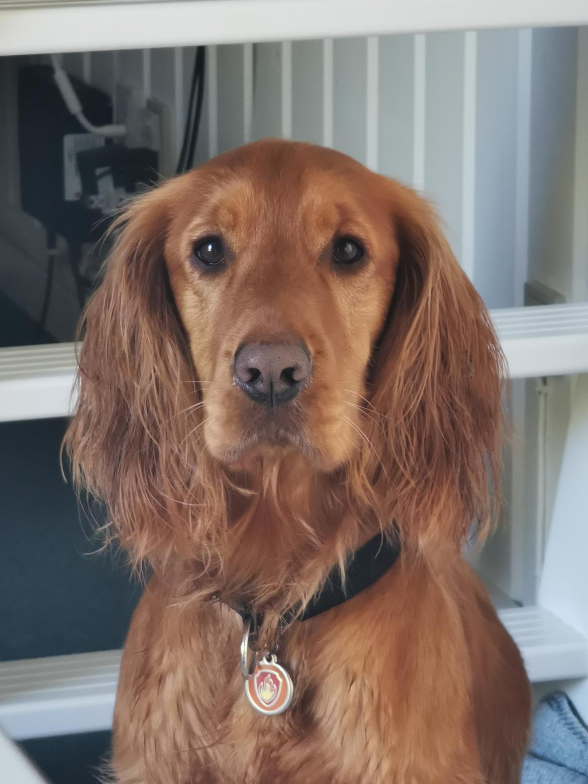 Field Trial Cockerspaniel Kapow  29 juni 2020 - lalandia okt. 2022 billede 44