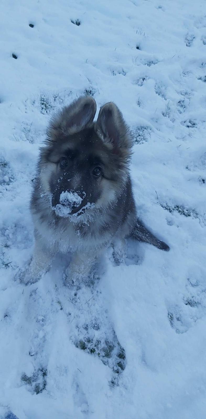 Schæferhund Coco billede 1