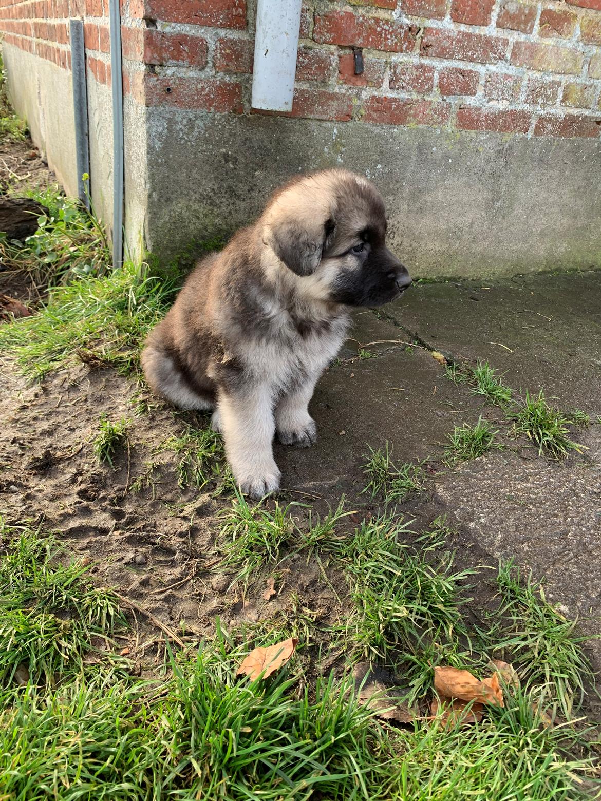 Schæferhund Coco billede 10