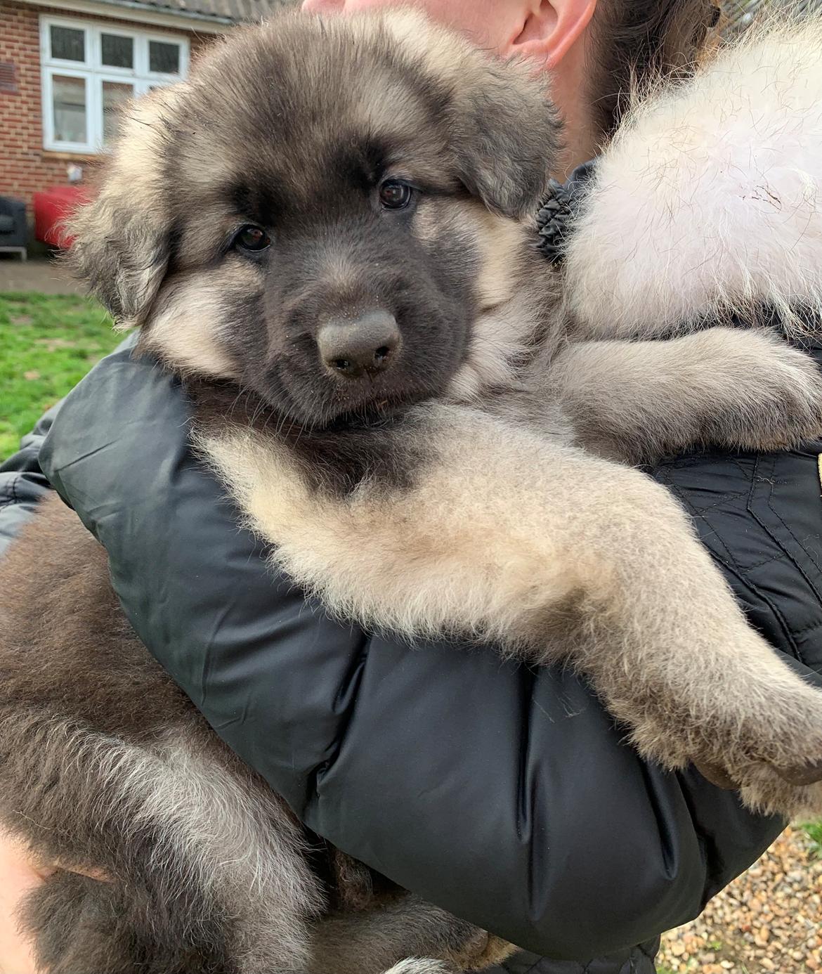 Schæferhund Coco billede 11