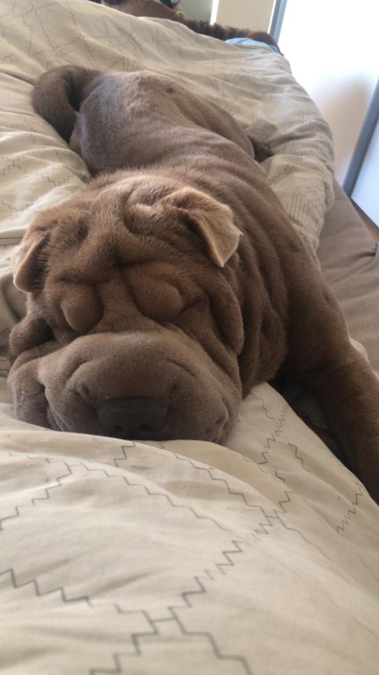 Shar pei Princess billede 2