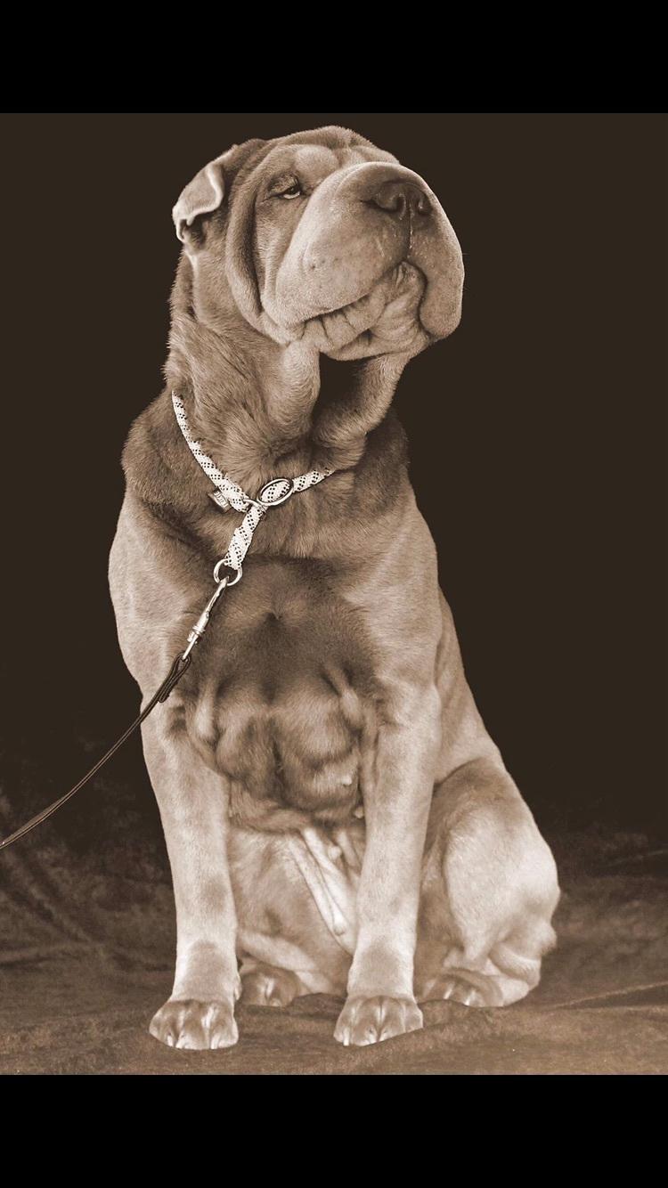 Shar pei Princess billede 16