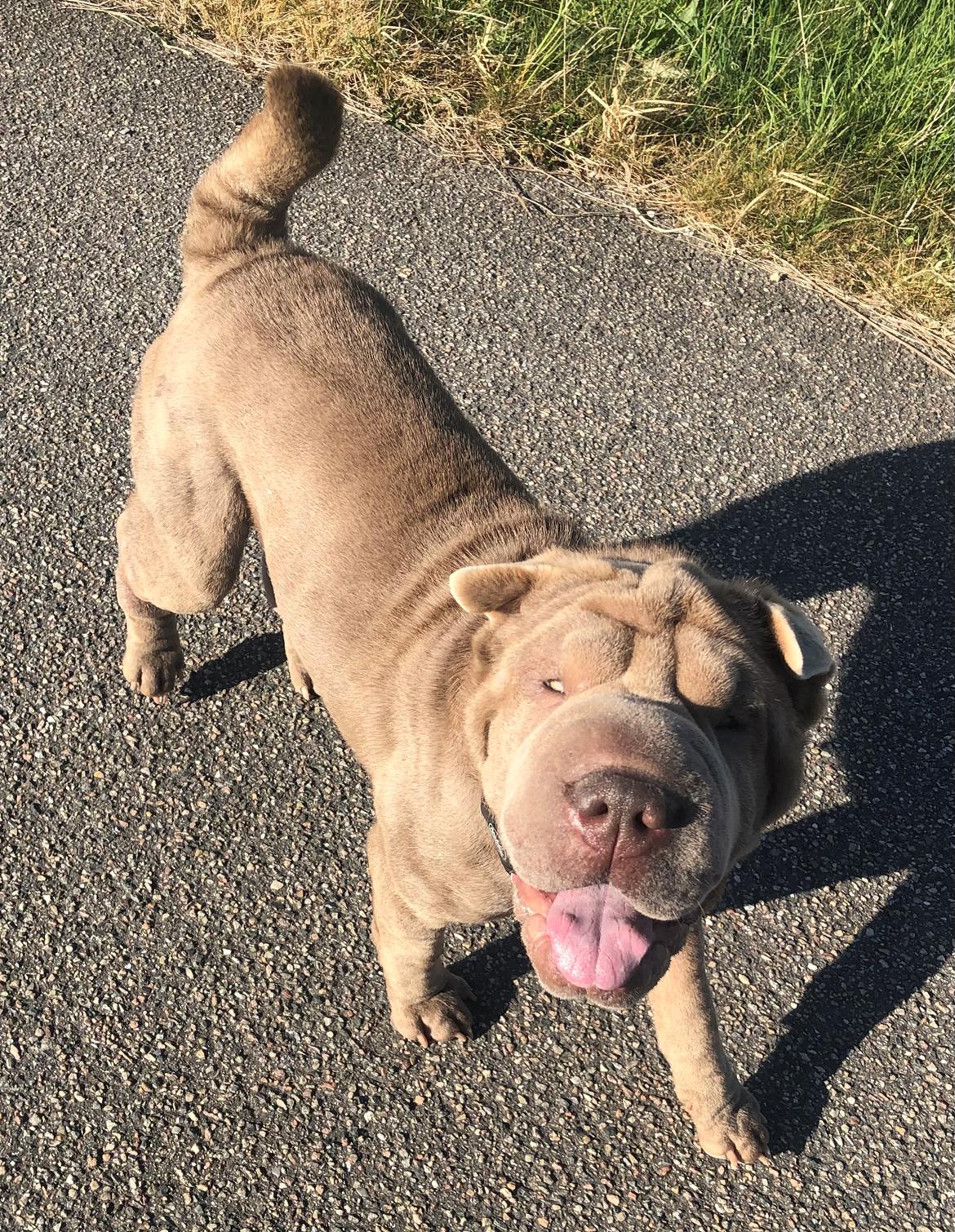 Shar pei Princess billede 11