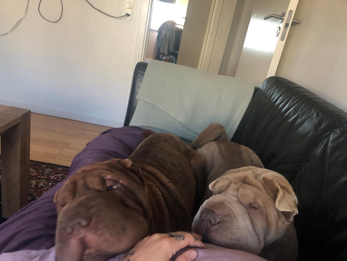 Shar pei Leo billede 13