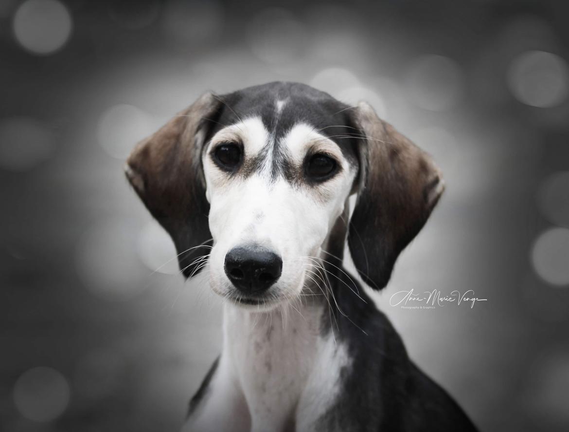Saluki Nora billede 4