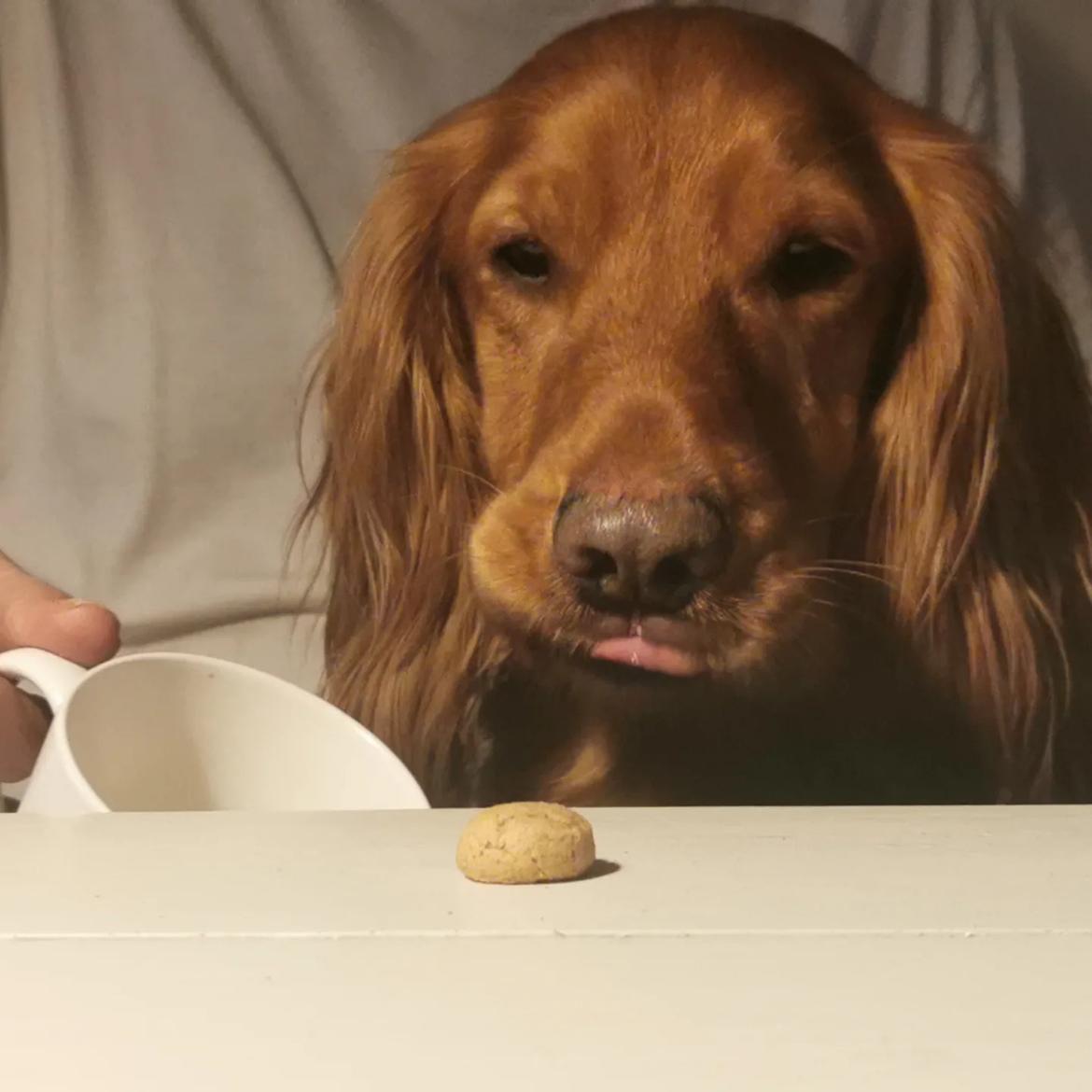 Field Trial Cockerspaniel Kapow  29 juni 2020 - giv me christmas cookie dec. 2022 billede 45