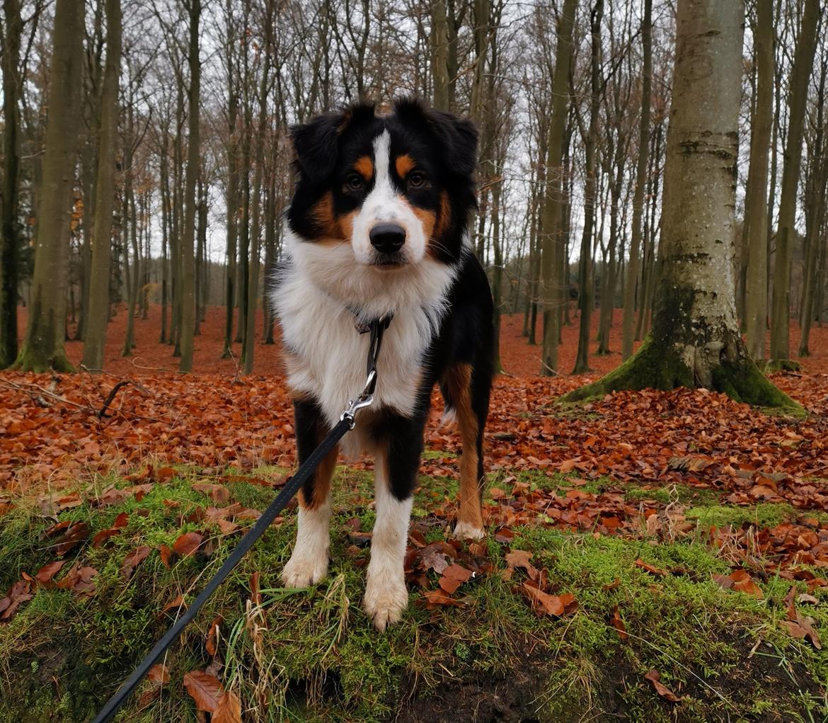 Miniature American Shepherd JohnJohn (Wunderbaums Woogie Boogie) billede 1