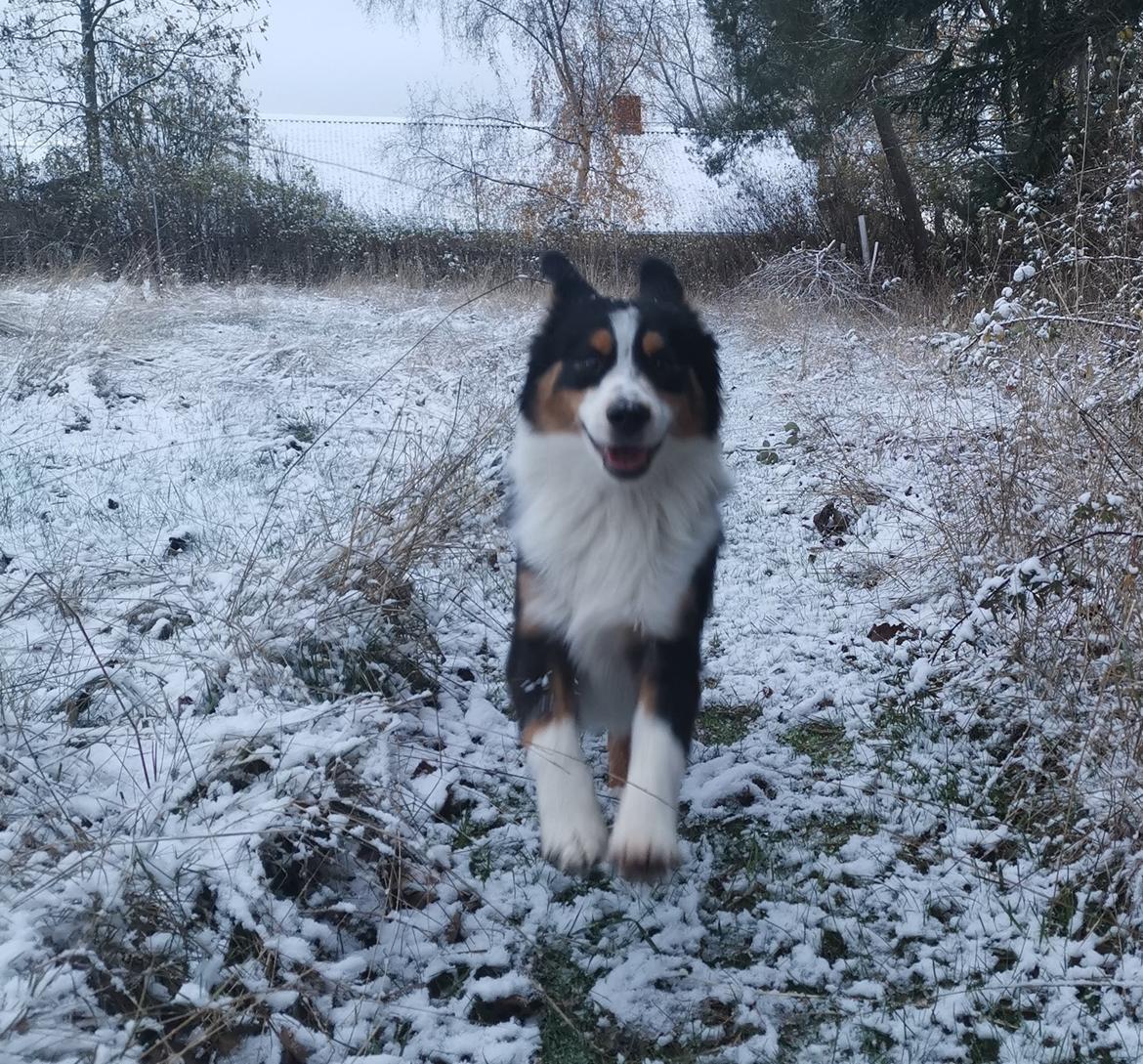 Miniature American Shepherd JohnJohn (Wunderbaums Woogie Boogie) billede 2