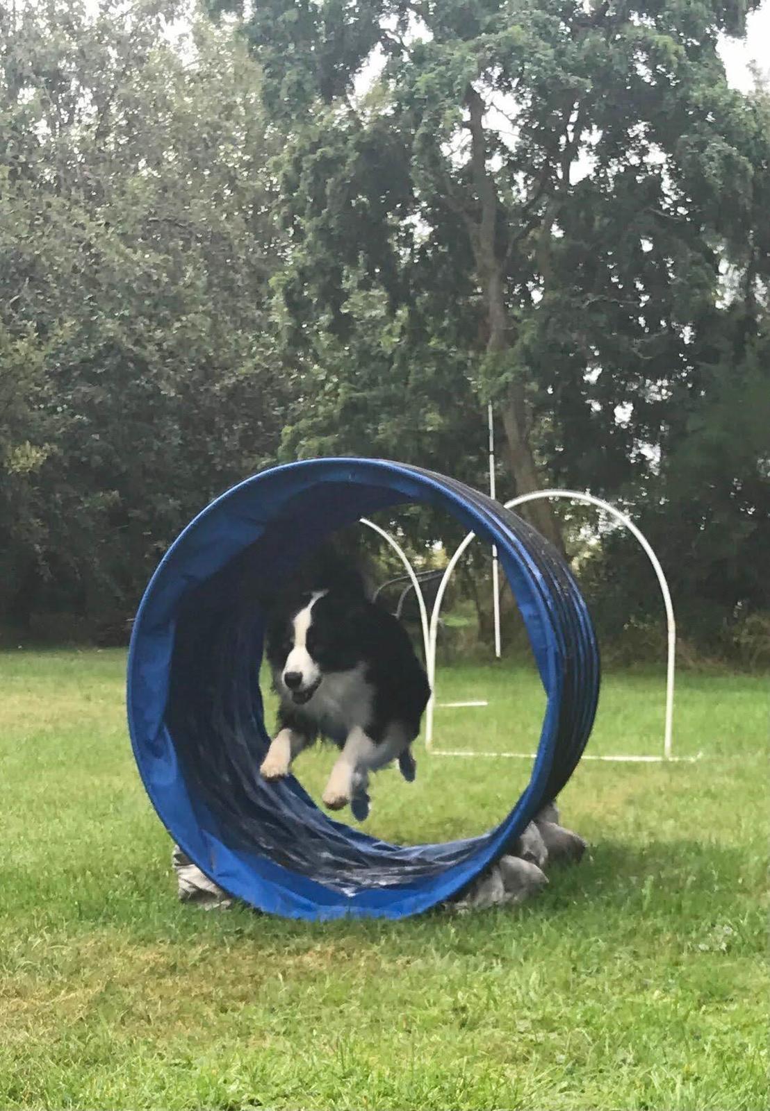 Miniature American Shepherd Nimbus (Truecolorsshining Busy Billybob) billede 2