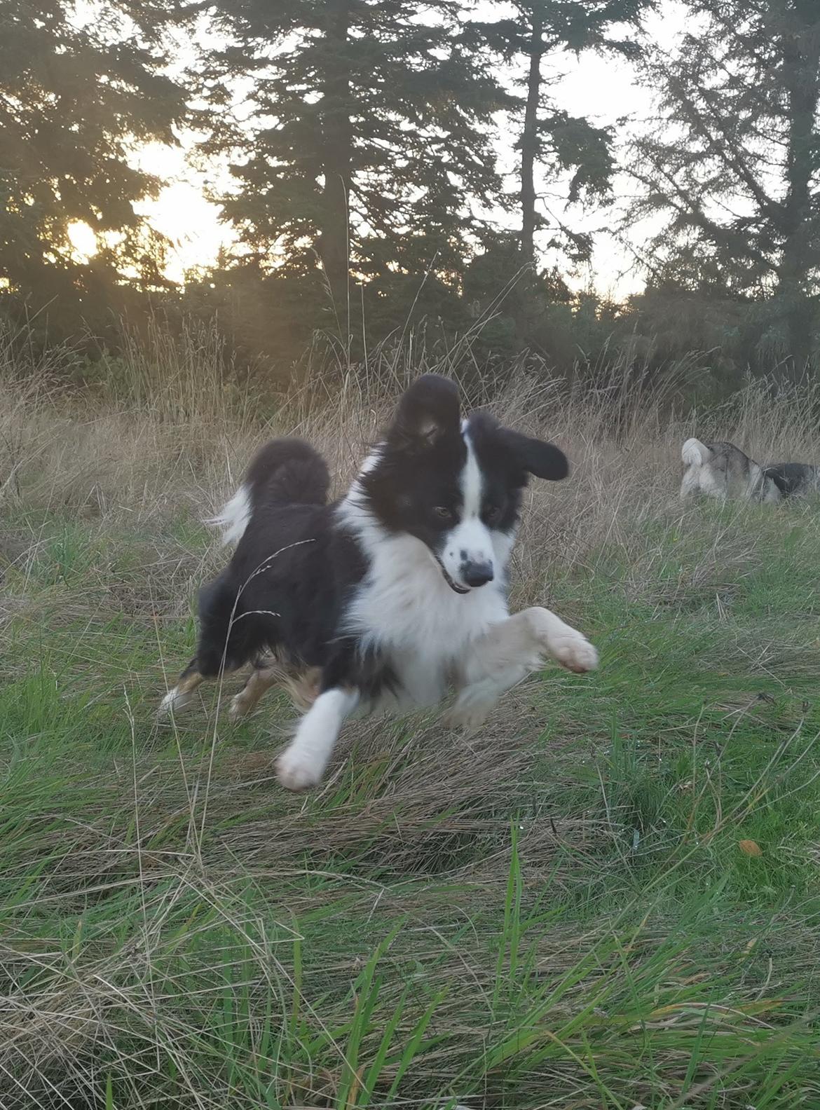 Miniature American Shepherd Nimbus (Truecolorsshining Busy Billybob) billede 3