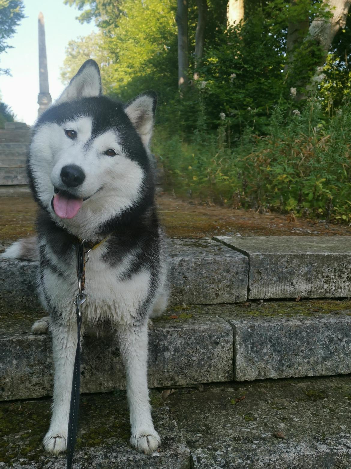 Siberian husky Sheena (Mesmocans Black Betty) billede 14