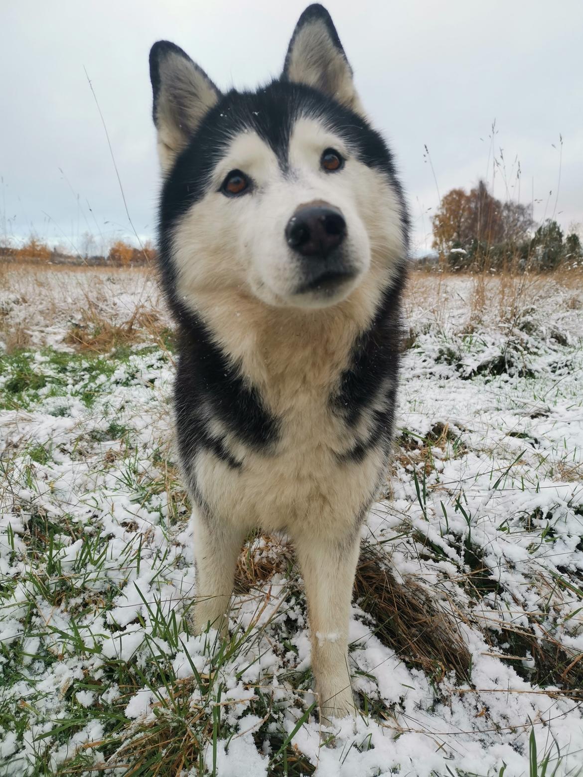 Siberian husky Sheena (Mesmocans Black Betty) billede 1