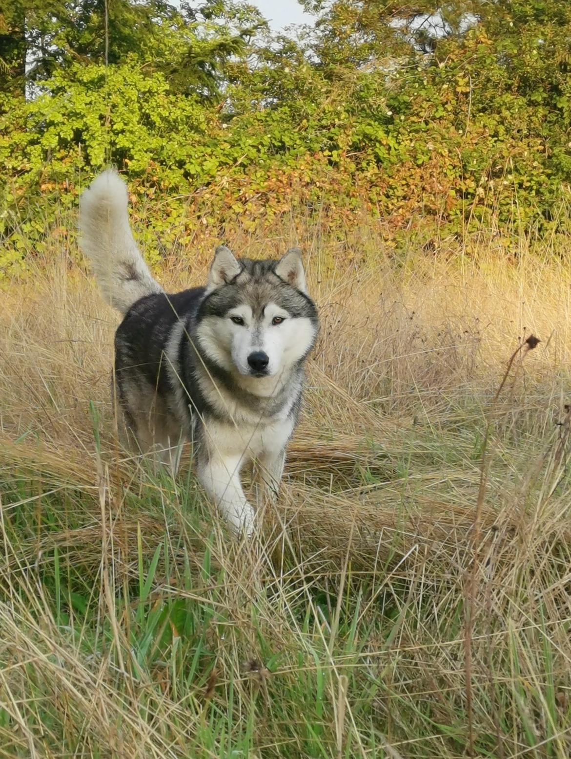 Siberian husky Lufkaz (Mesmocan 7 Cities of Gold) RIP billede 1