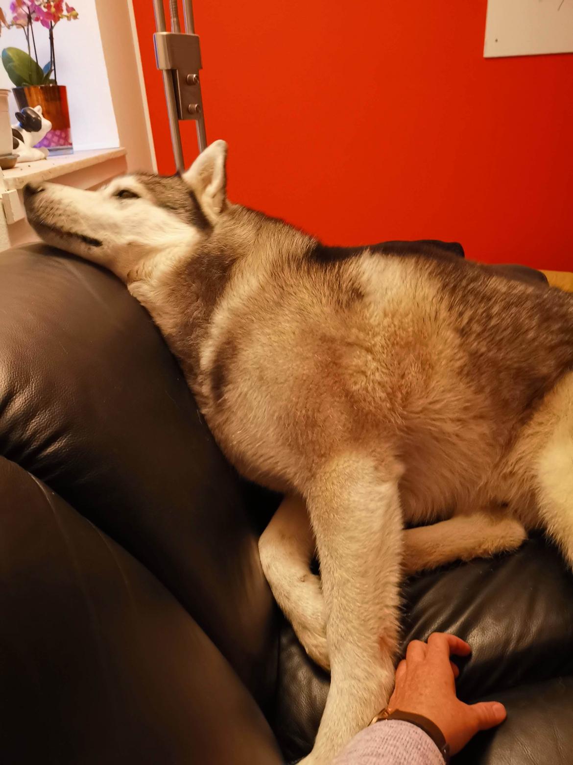 Siberian husky Lufkaz (Mesmocan 7 Cities of Gold) RIP billede 3