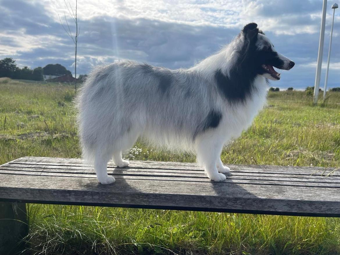 Shetland sheepdog Akyra Hyena´s Dream billede 12