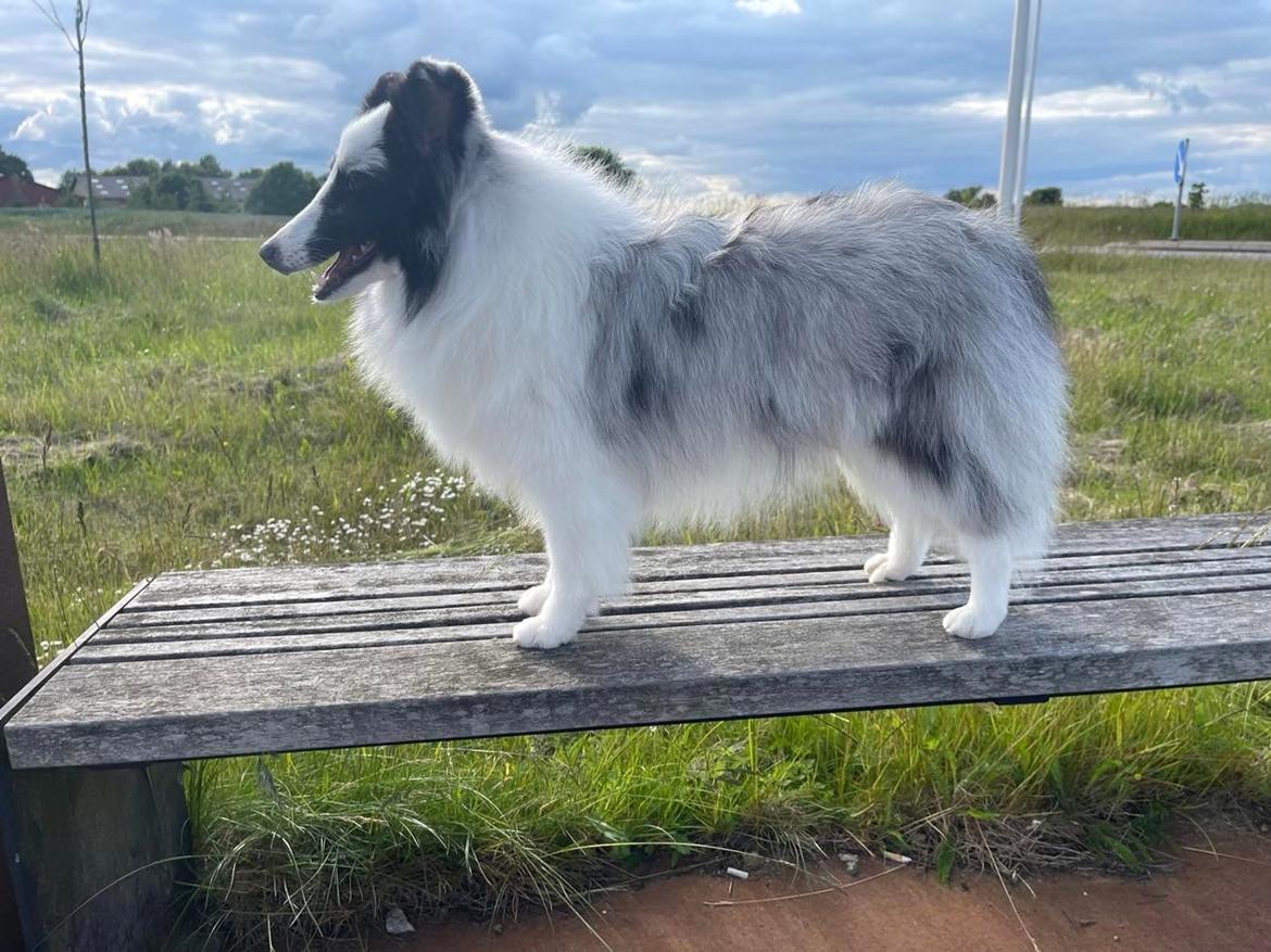 Shetland sheepdog Akyra Hyena´s Dream billede 13