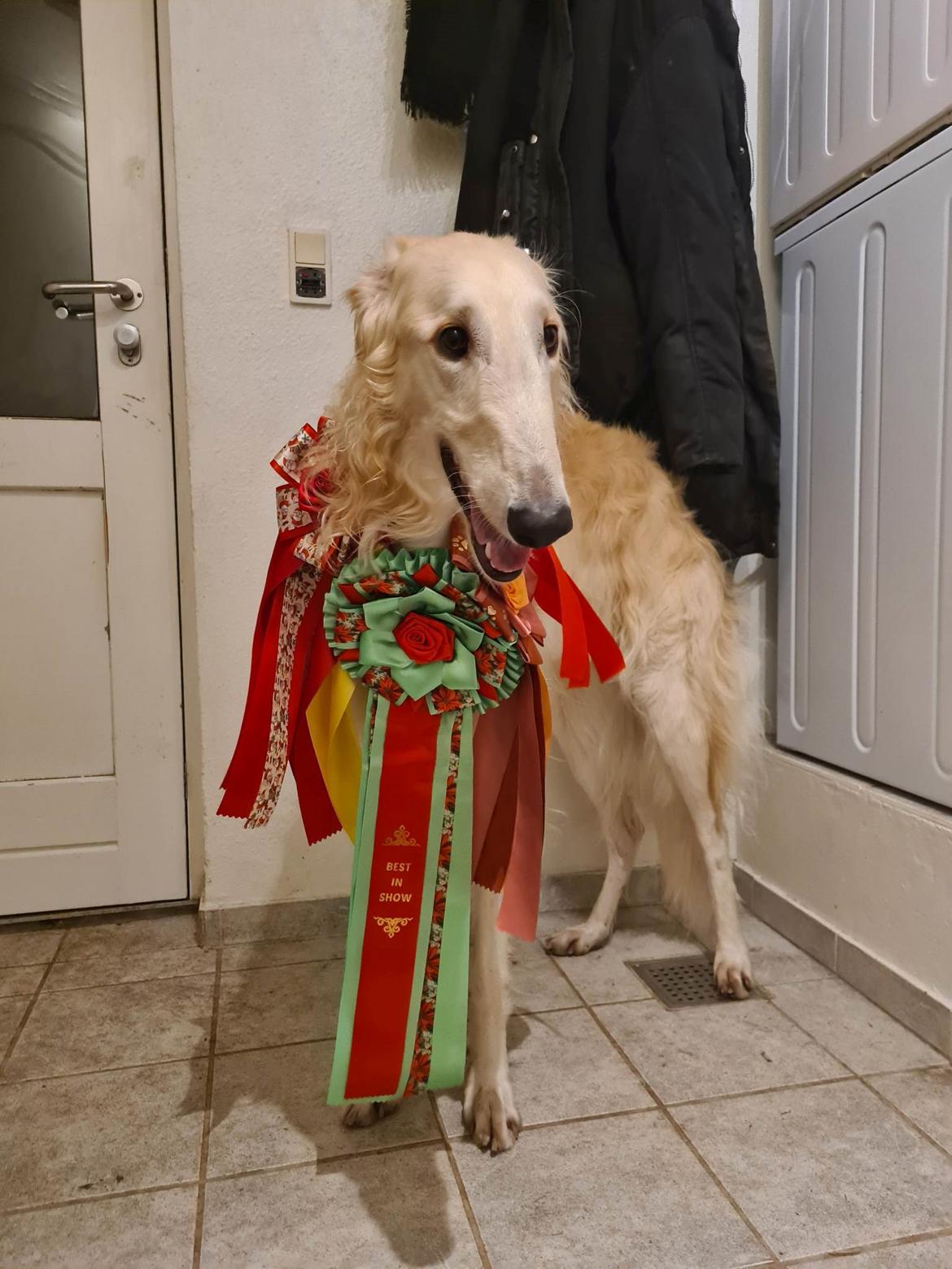 Borzoi Ozymandias billede 2