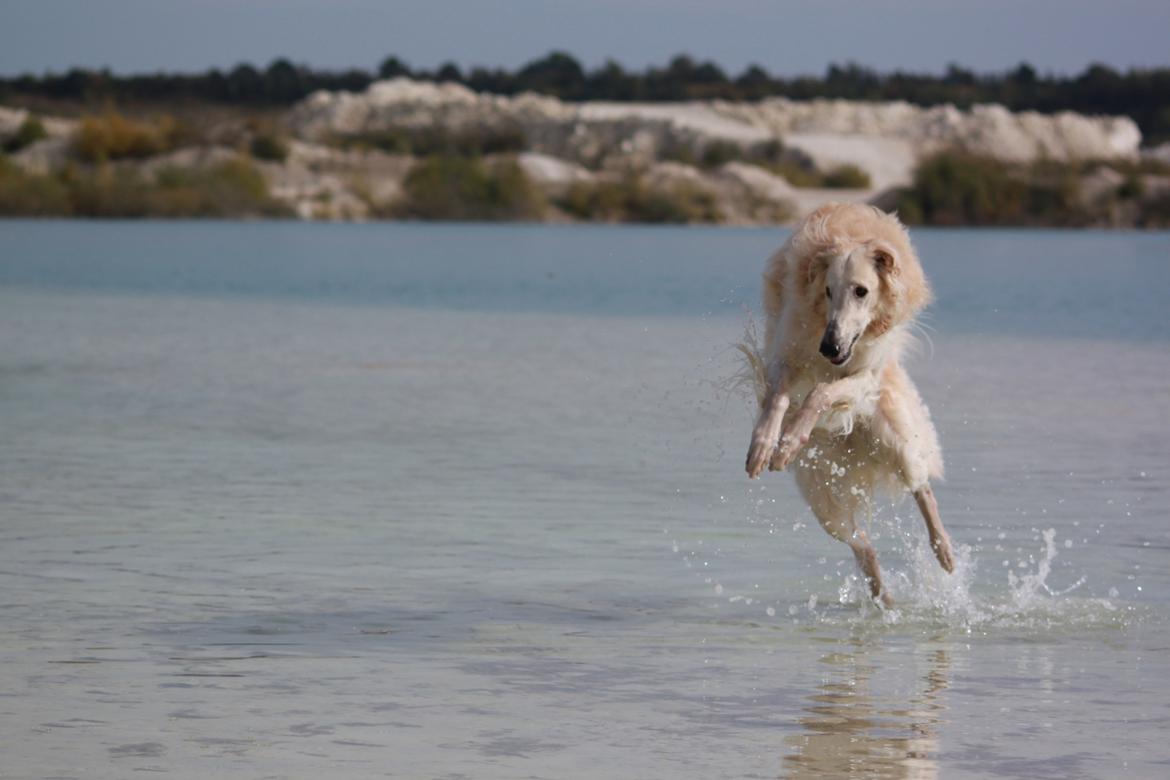 Borzoi Ozymandias billede 5