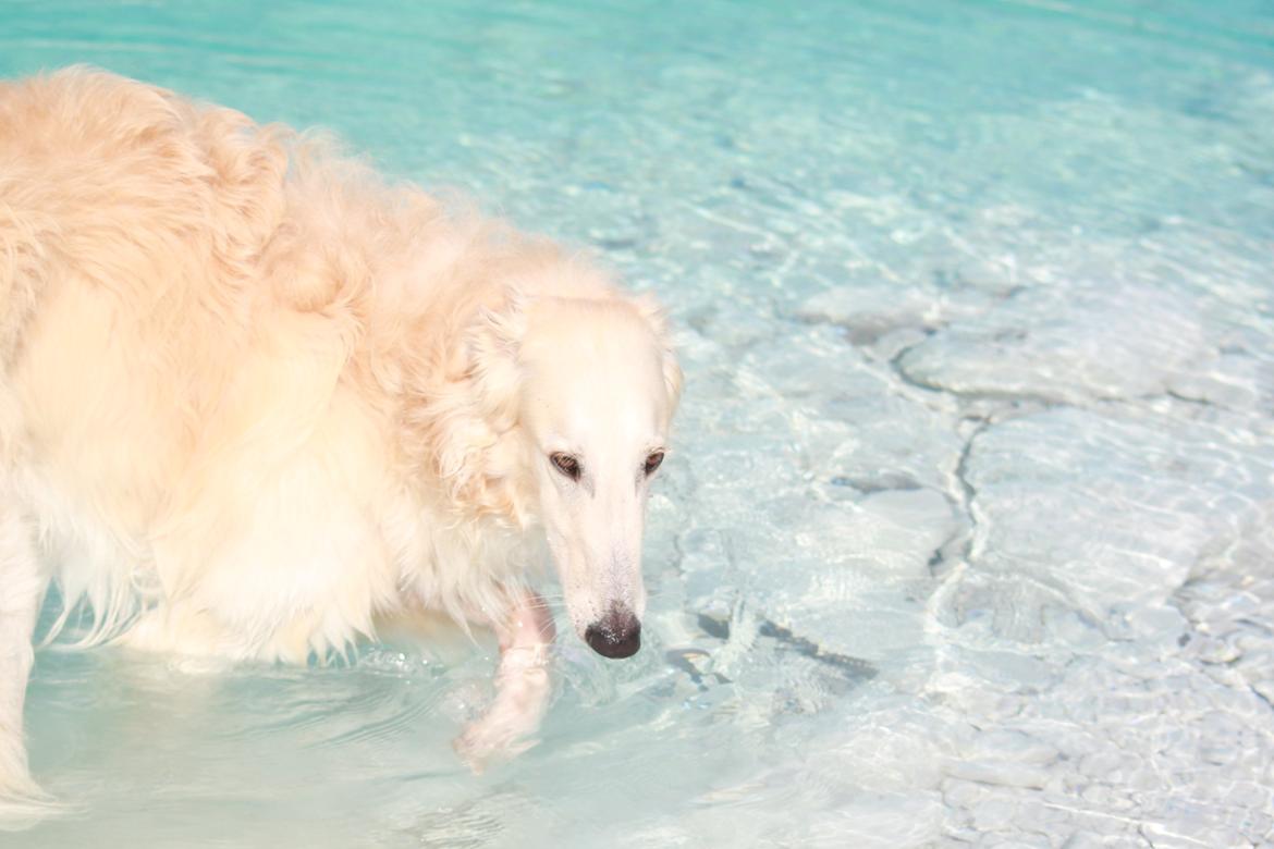 Borzoi Ozymandias billede 7