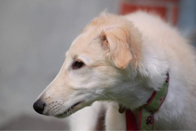 Borzoi Ozymandias billede 9