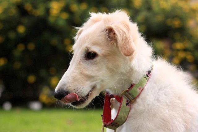 Borzoi Ozymandias billede 10