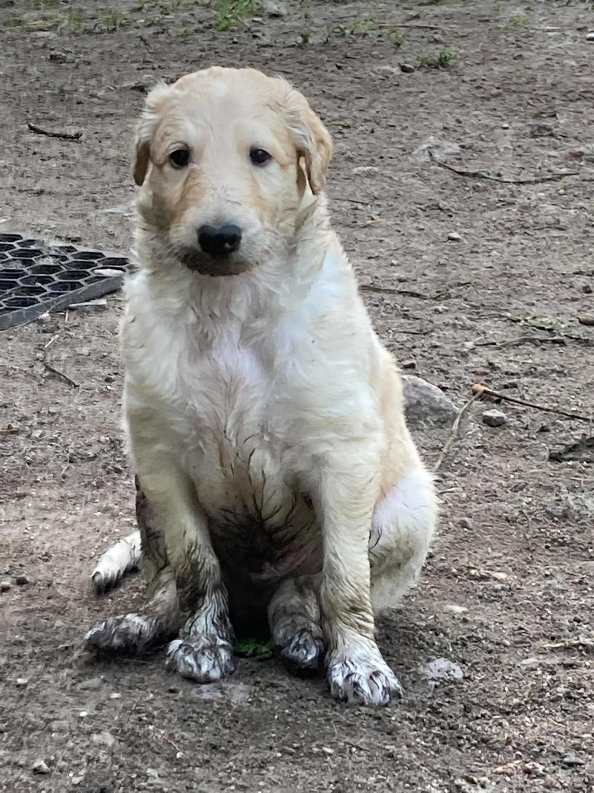 Borzoi Ozymandias billede 11