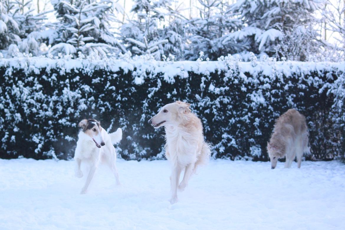 Borzoi Ozymandias billede 8