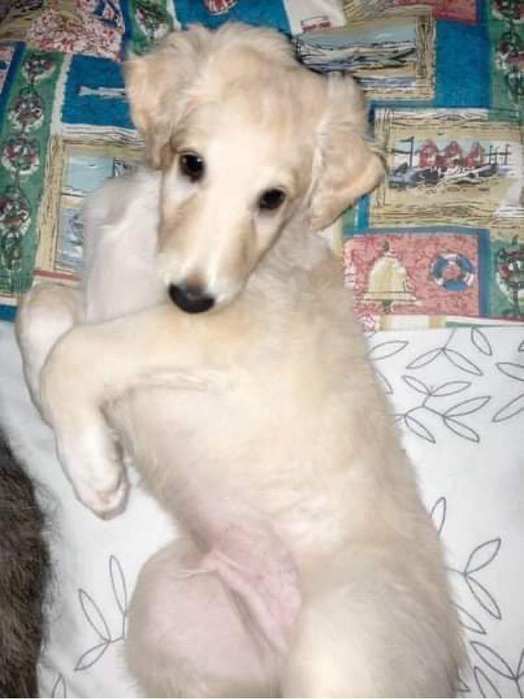 Borzoi Ozymandias billede 14