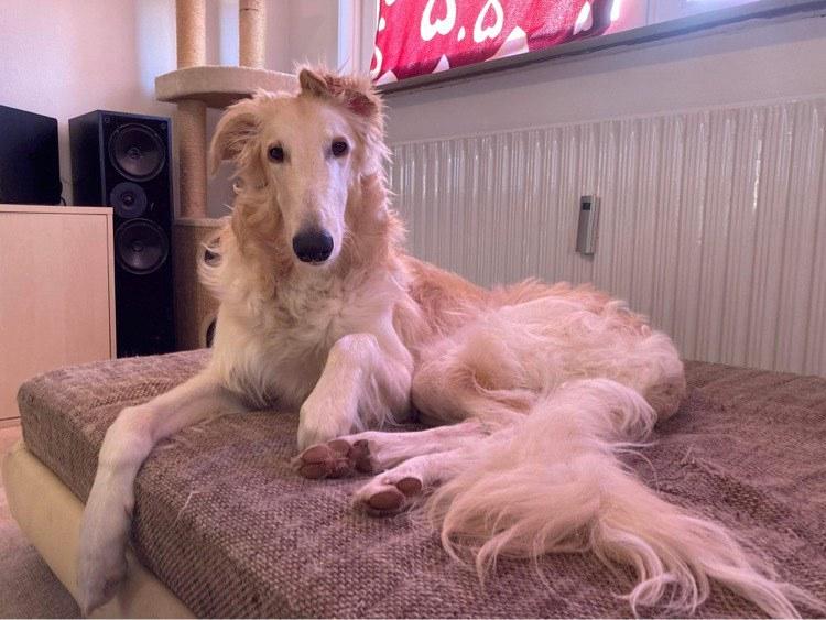 Borzoi Ozymandias billede 15