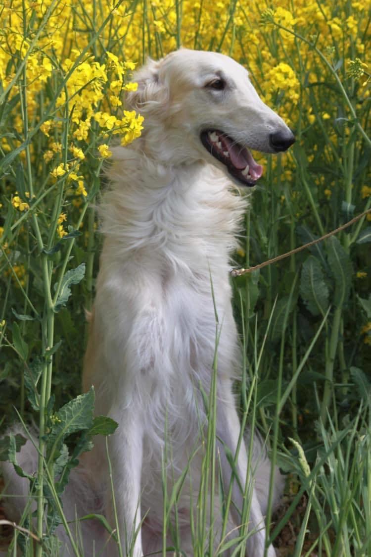 Borzoi Ozymandias billede 16