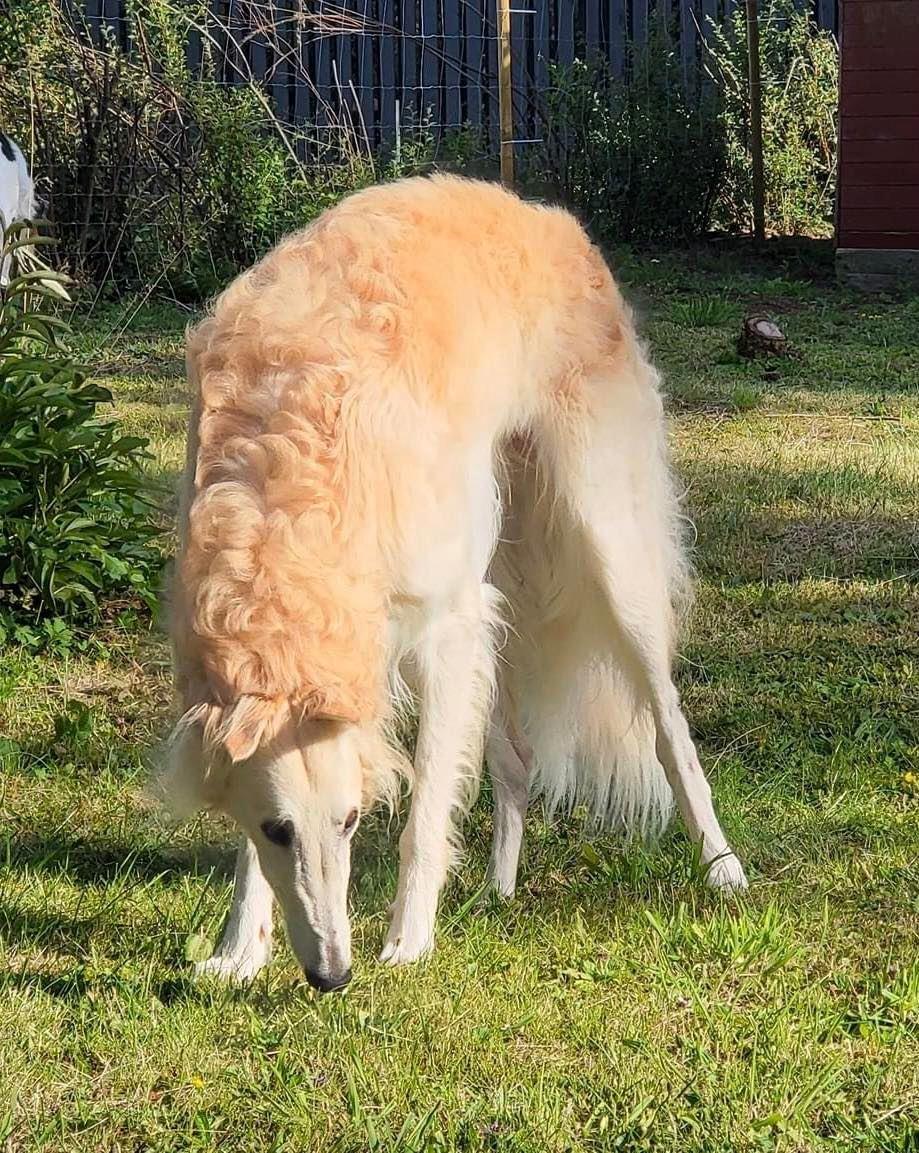 Borzoi Ozymandias billede 17