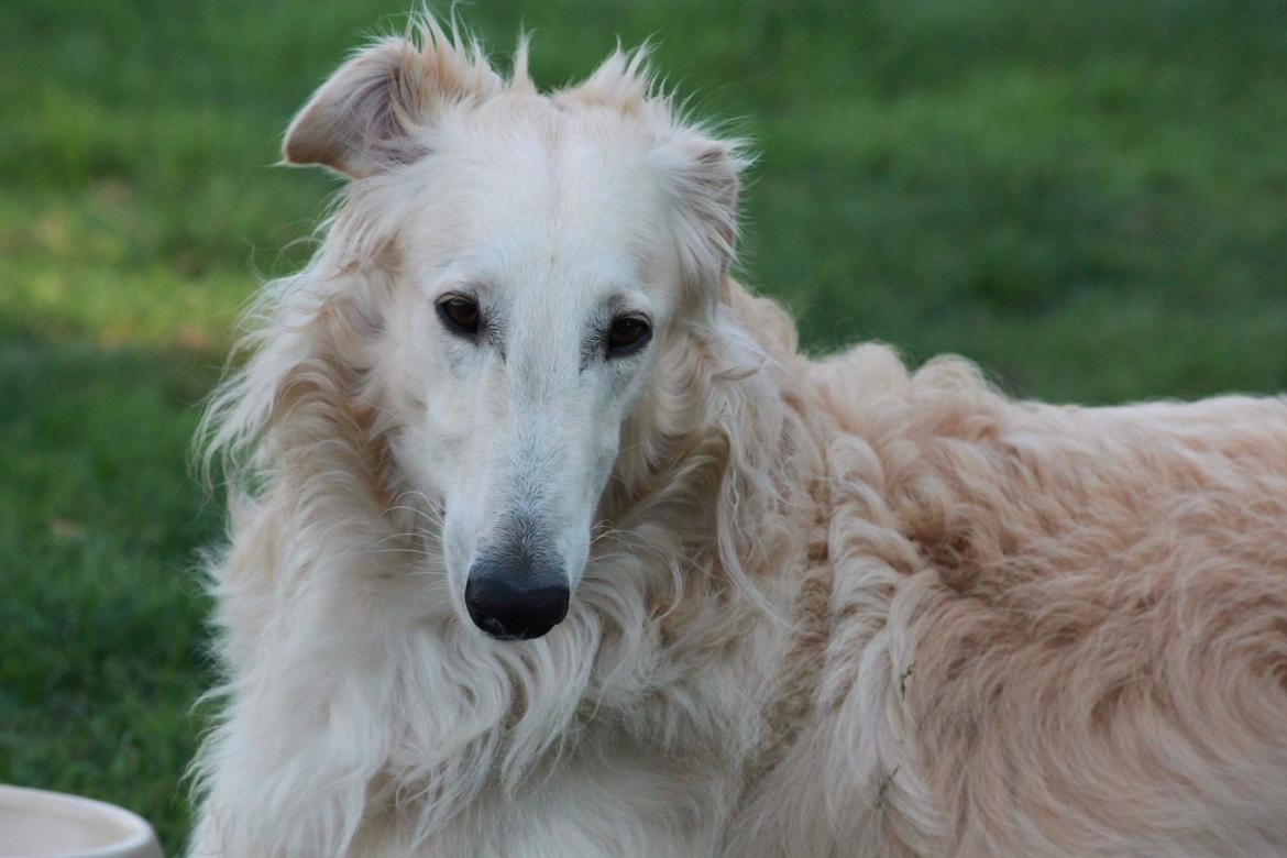 Borzoi Ozymandias billede 1