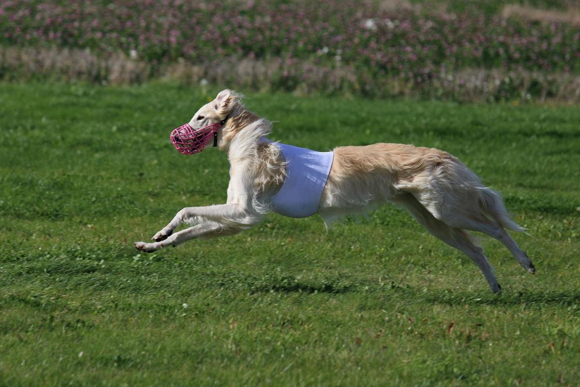Borzoi Ozymandias billede 18