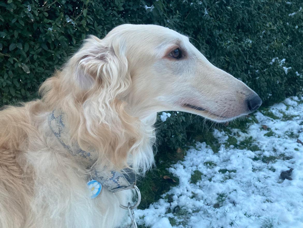 Borzoi Ozymandias billede 19