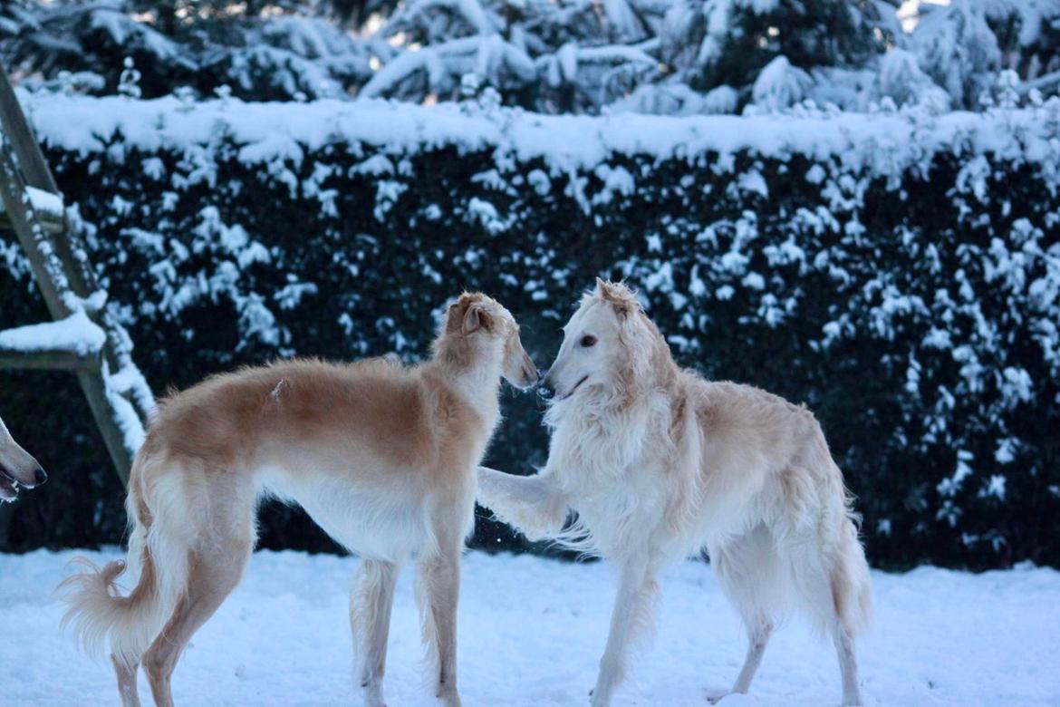 Borzoi Ozymandias billede 20