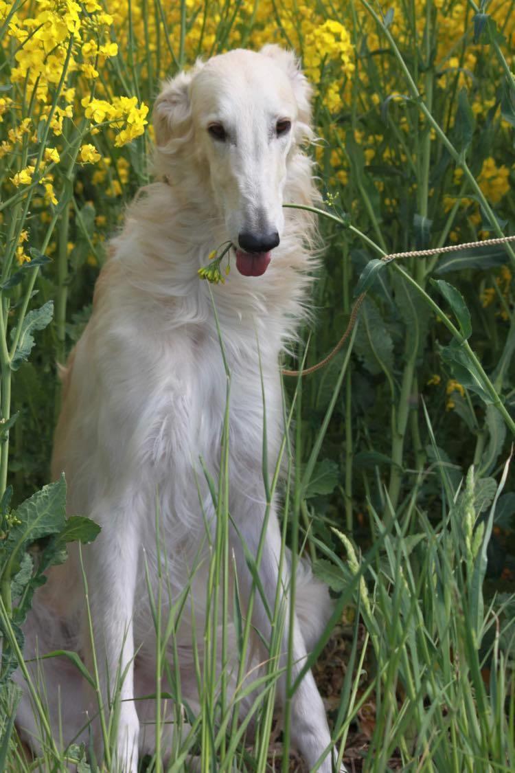 Borzoi Ozymandias billede 13