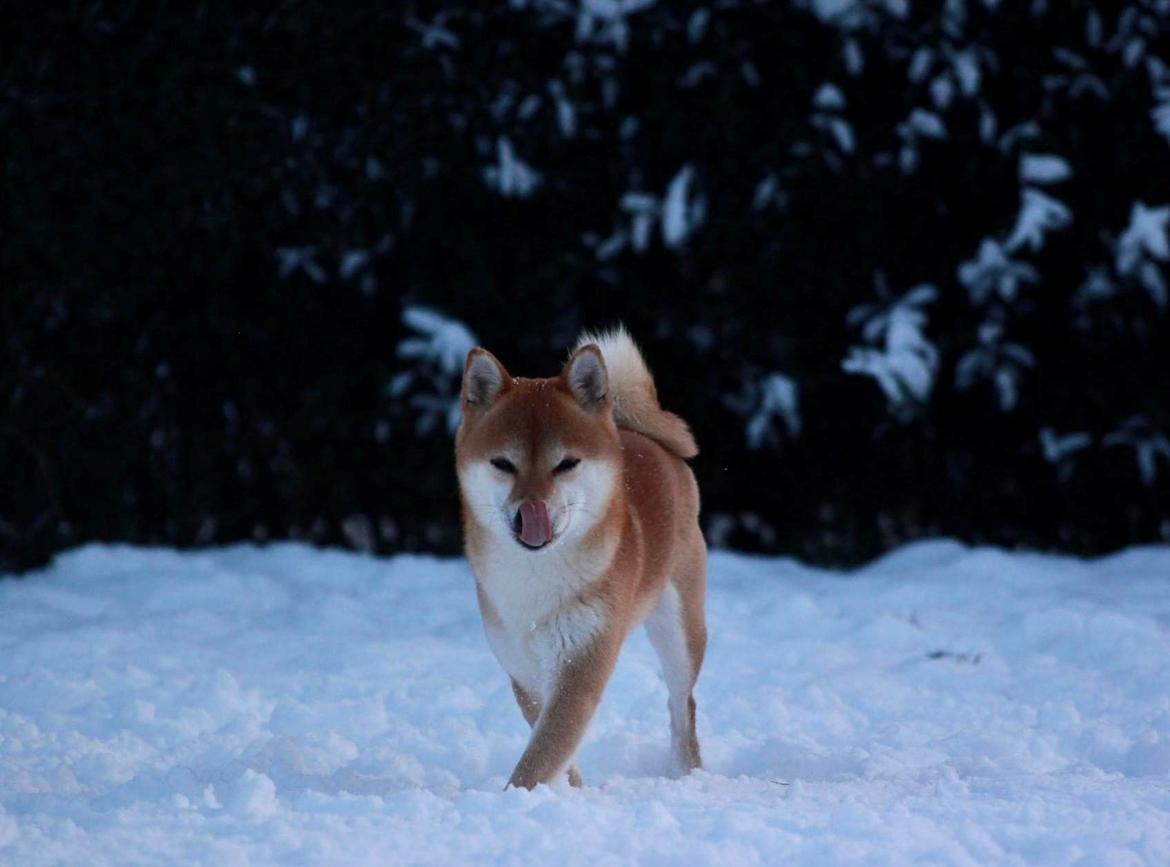 Shiba Juno billede 1