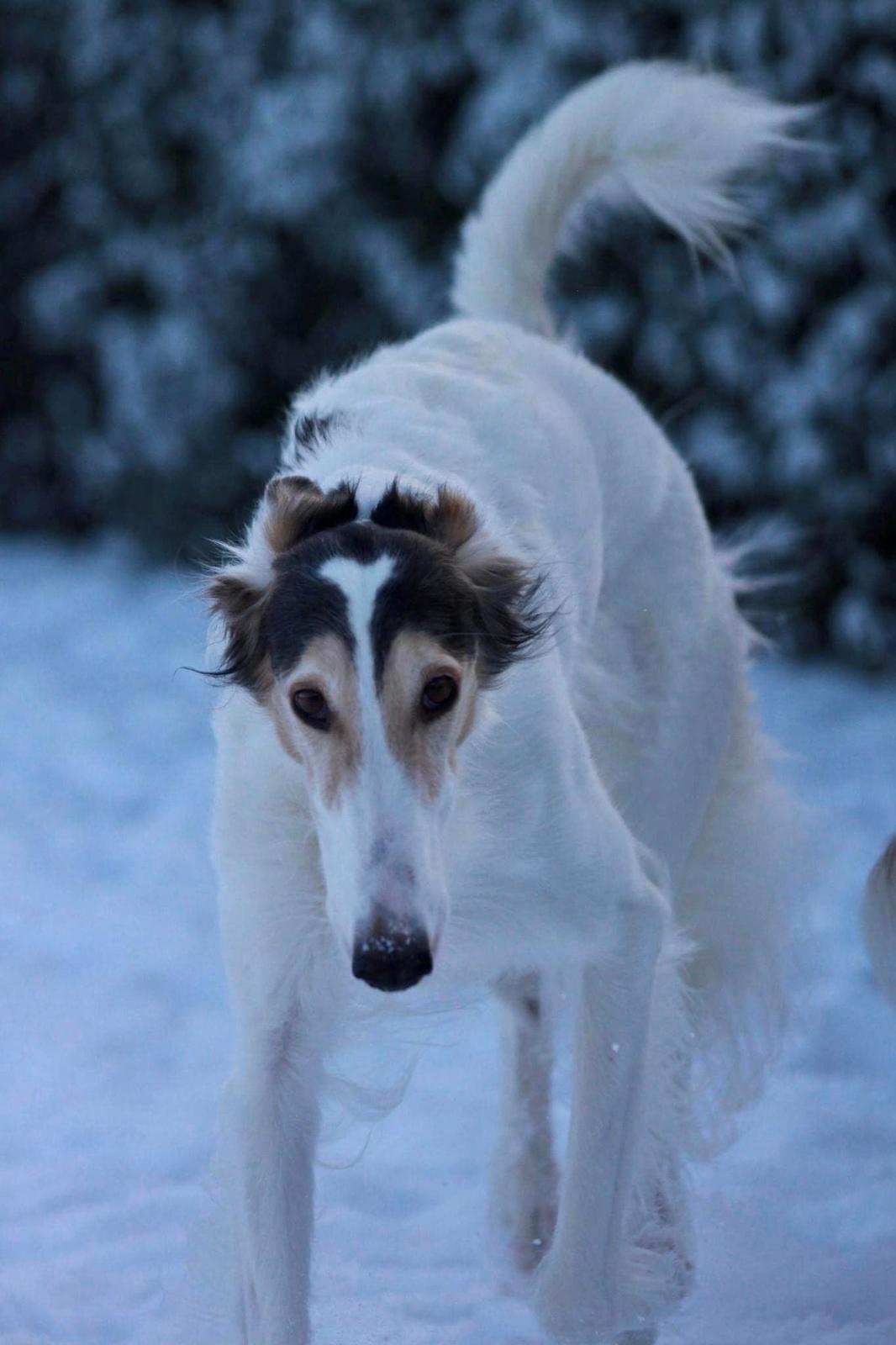 Borzoi Pony billede 29