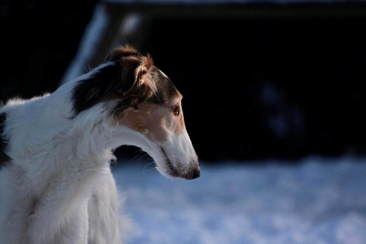 Borzoi Pony billede 31