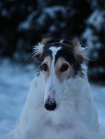 Borzoi Pony billede 1